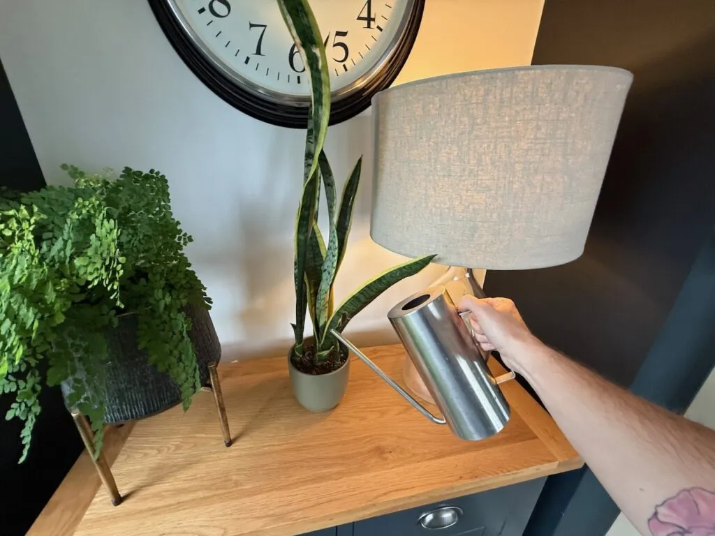 Watering a snake plant