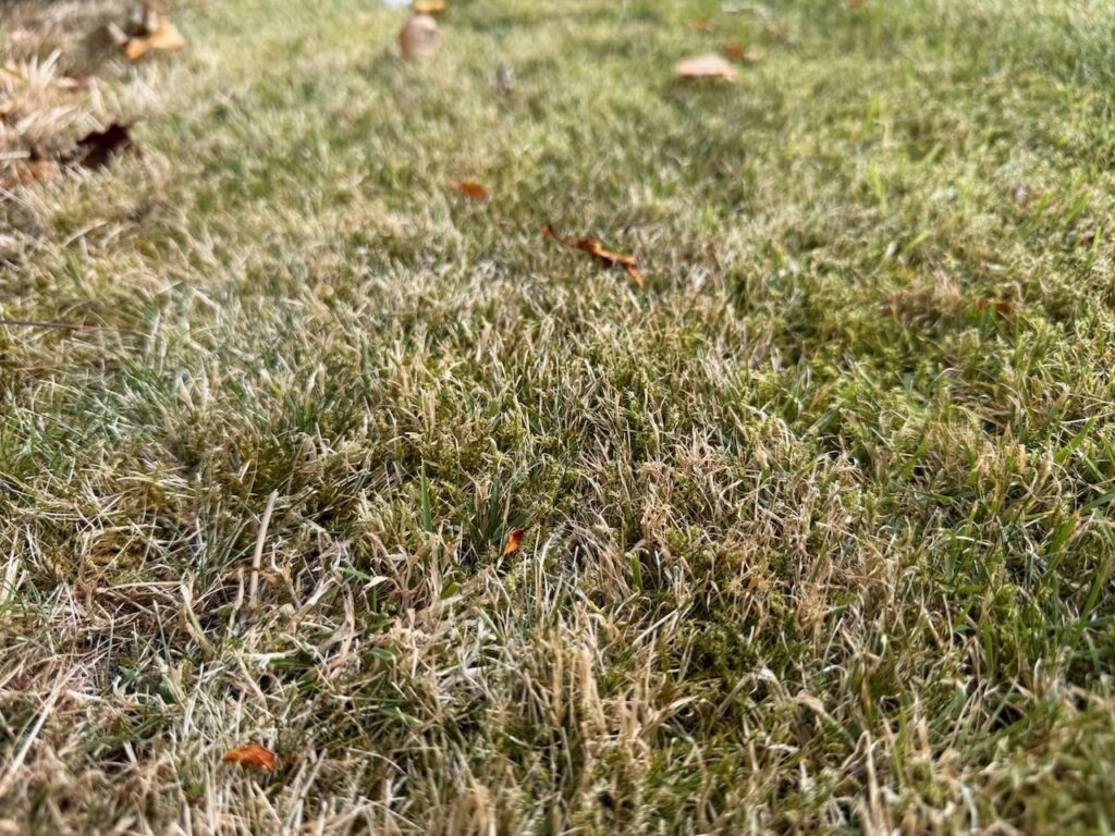 Scorched brown lawn from a heatwave