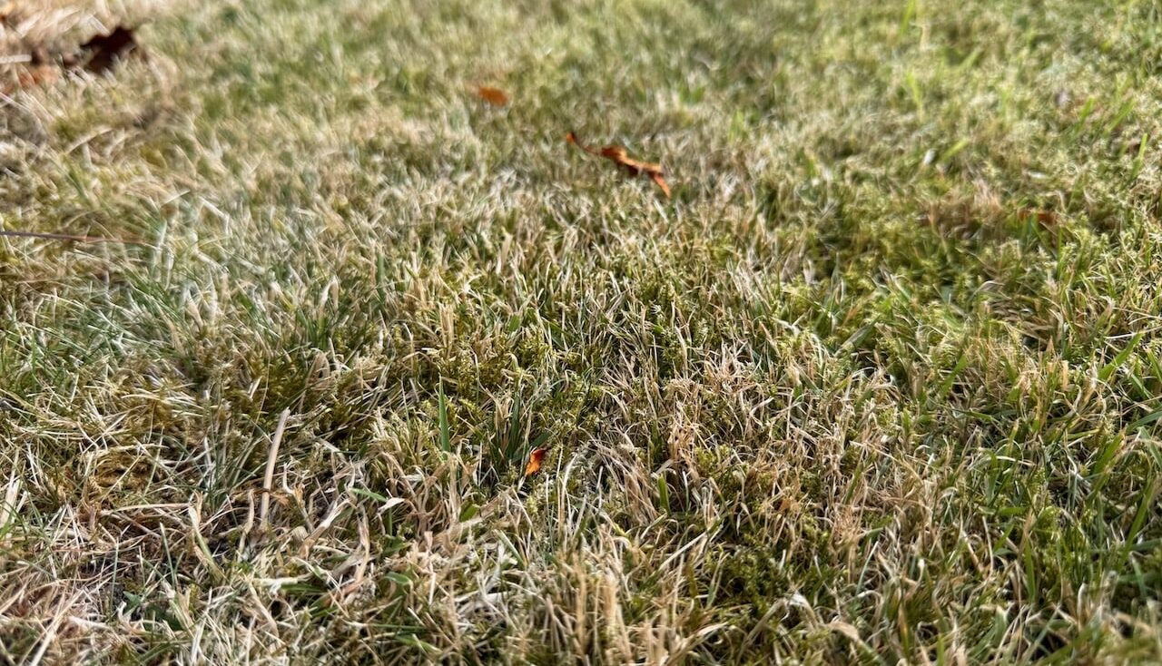 Scorched brown lawn from a heatwave