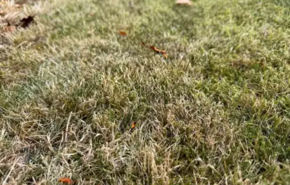 Scorched brown lawn from a heatwave