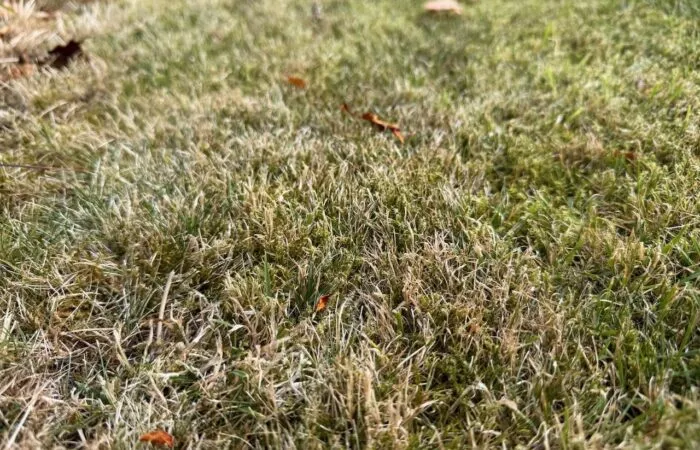 Scorched brown lawn from a heatwave