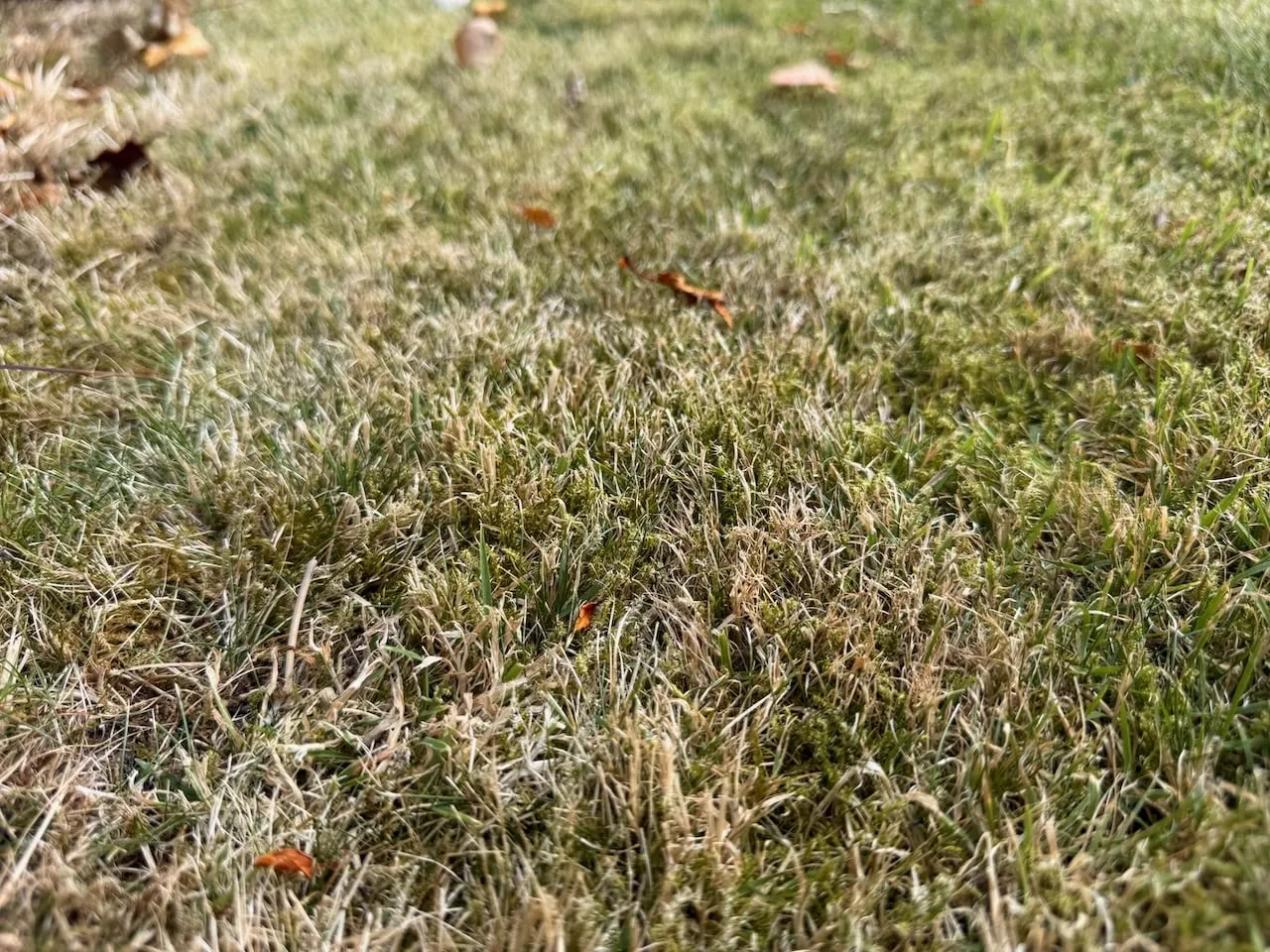 Scorched brown lawn from a heatwave