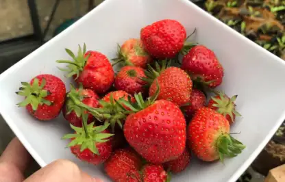 Strawberries in a bowl