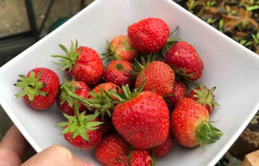 Strawberries in a bowl
