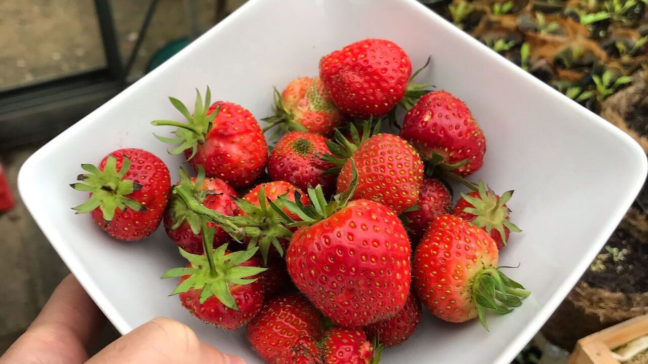 Strawberries in a bowl