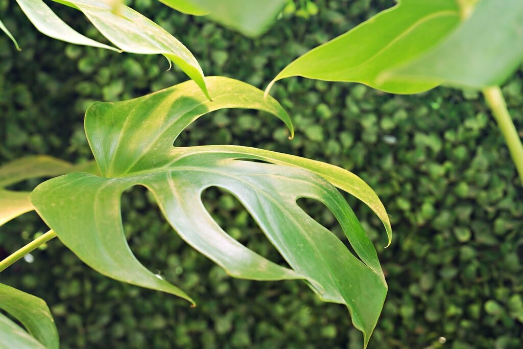 Yellowing monstera leaves