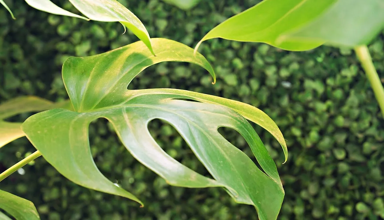Yellowing monstera leaves