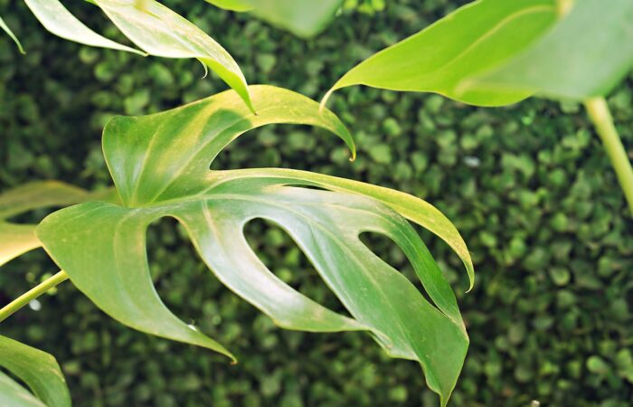 Yellowing monstera leaves