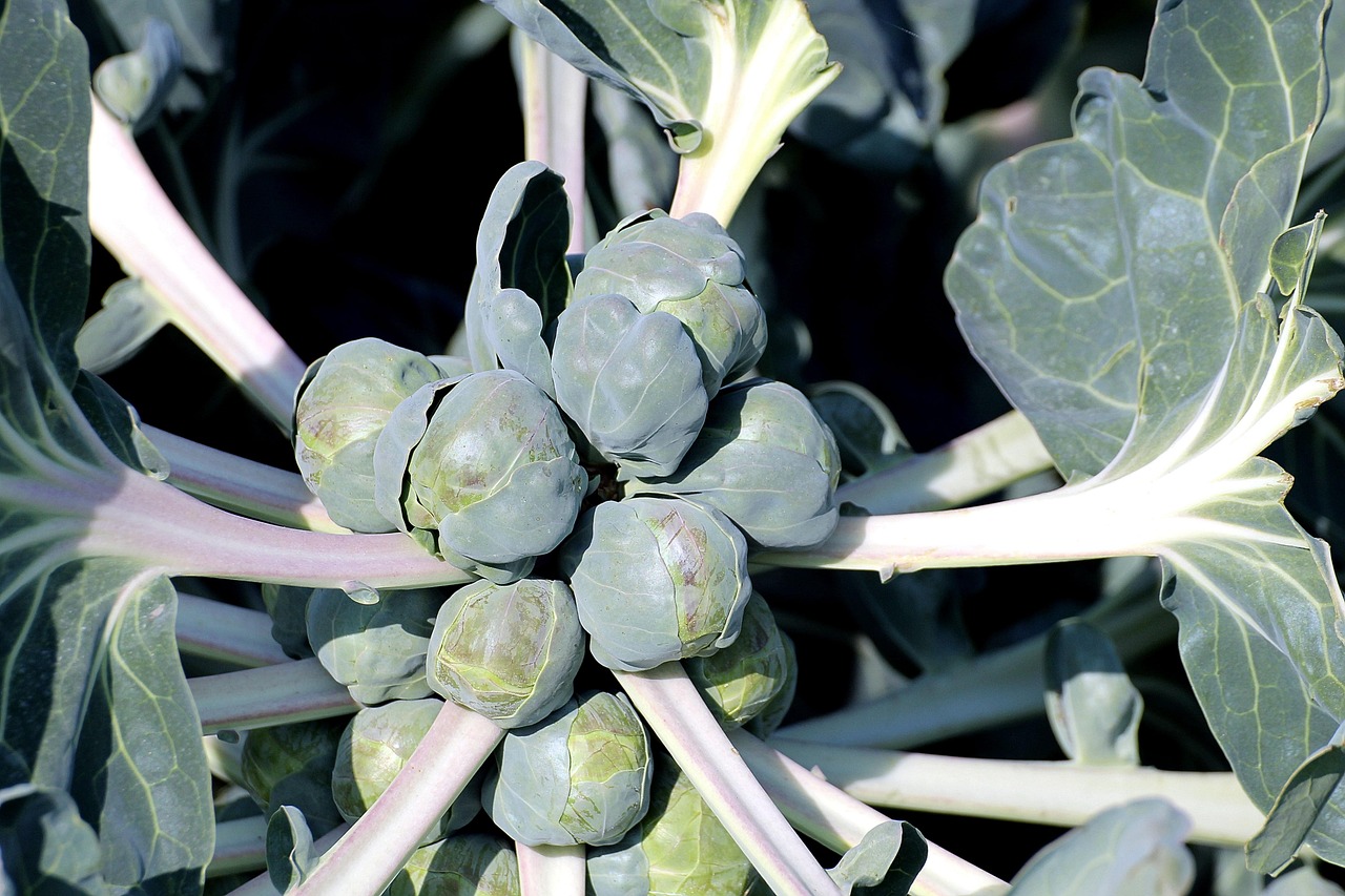 Brussels sprouts growing on tall stems in a winter vegetable bed