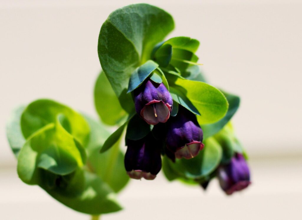 What to grow in september