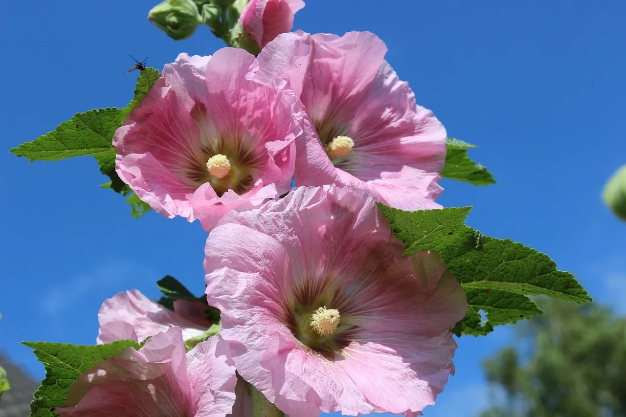 Hollyhock what to sow in autumn