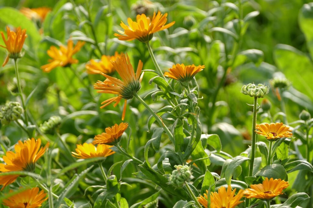 Calendula flowers to grow from seed
