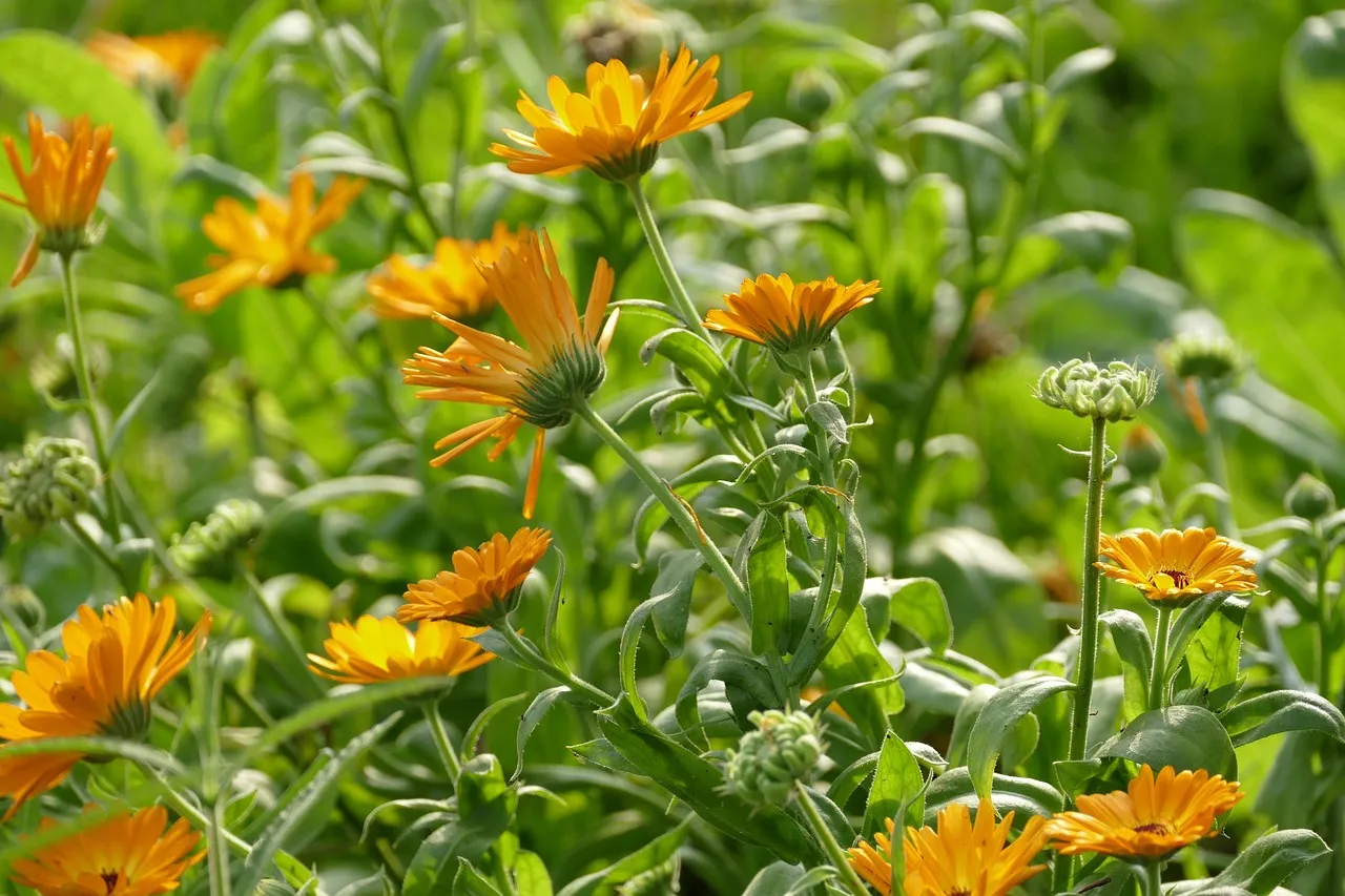 Marigolds and calendula