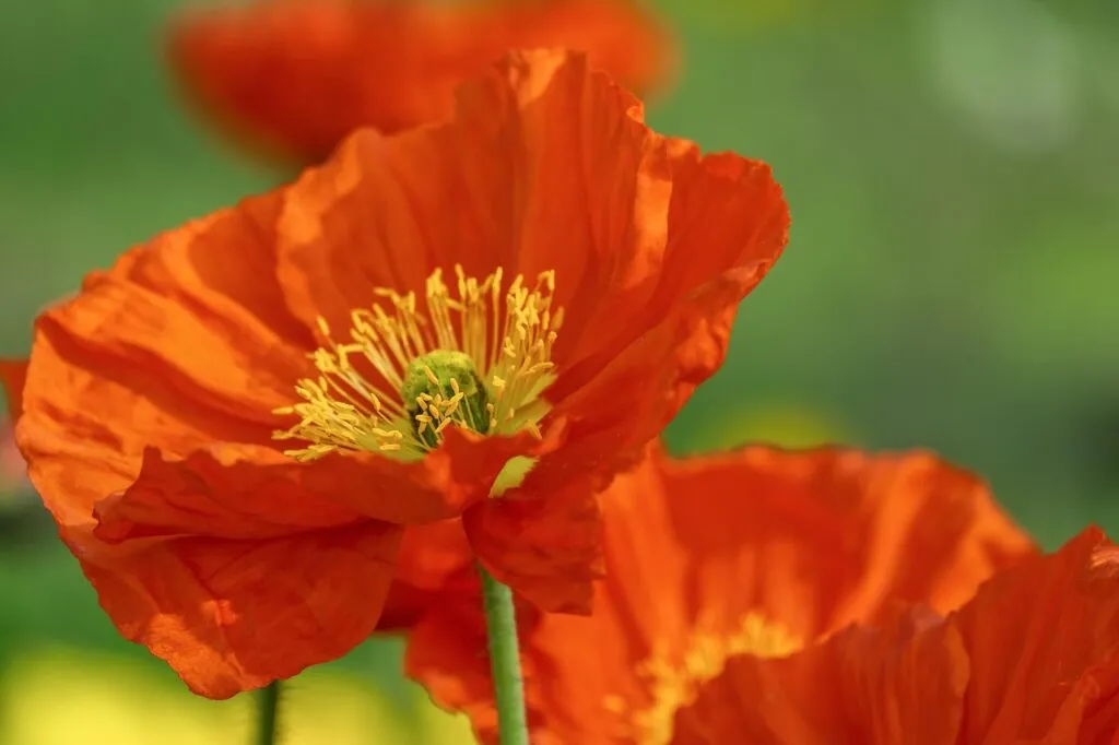 Things to grow in august