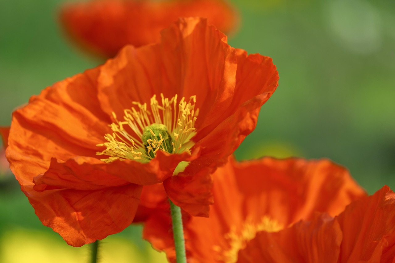 Poppy annuals to grow in august
