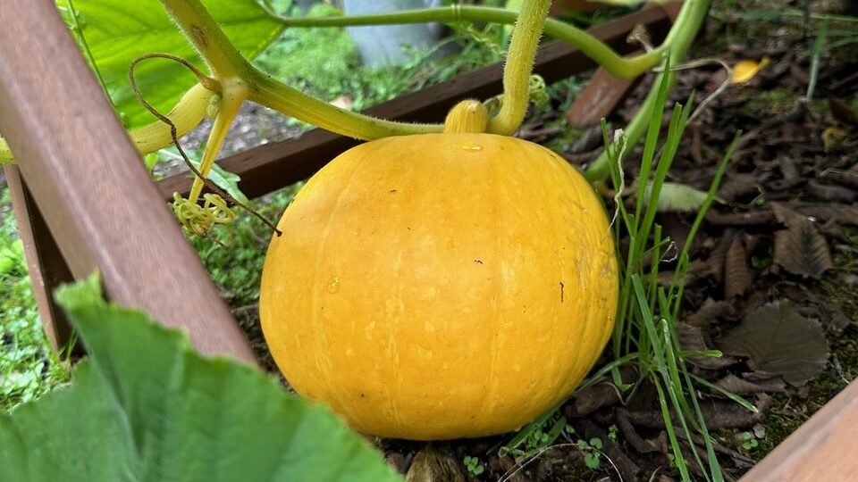 How to harvest pumpkins