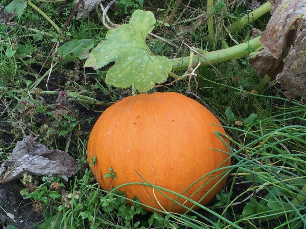 When to harvest pumpkins