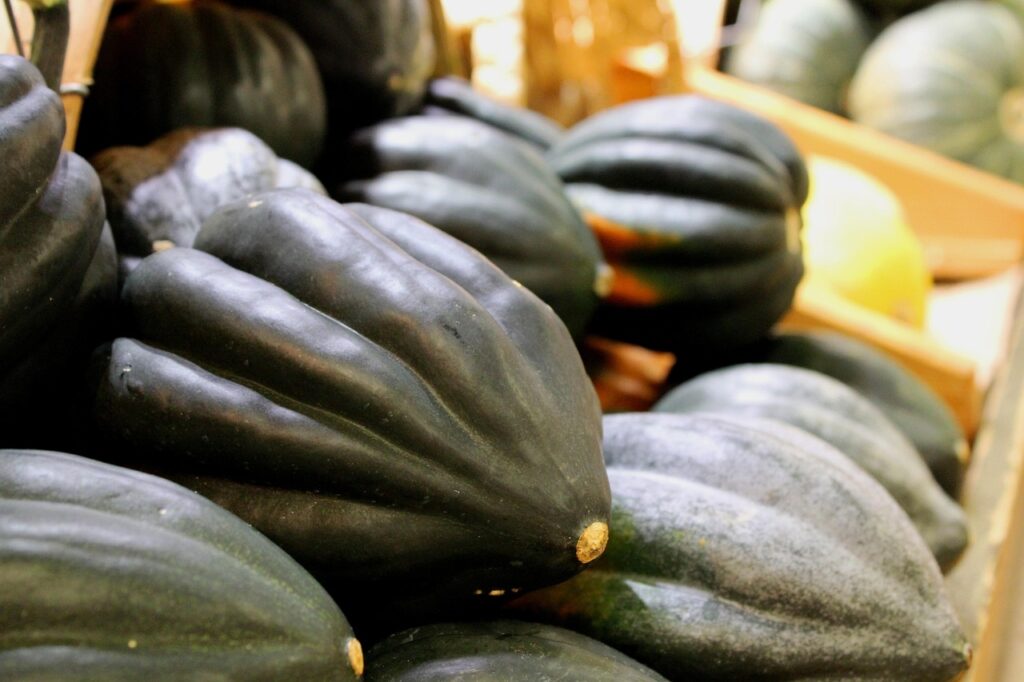 Harvesting pumpkins