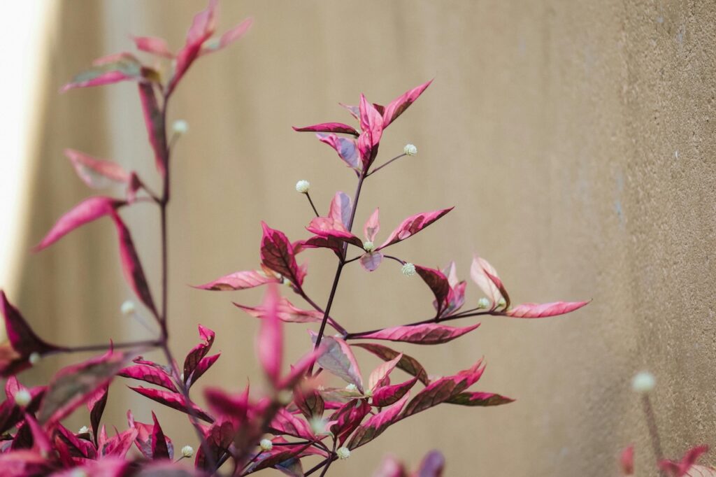 Plants for goth gardens