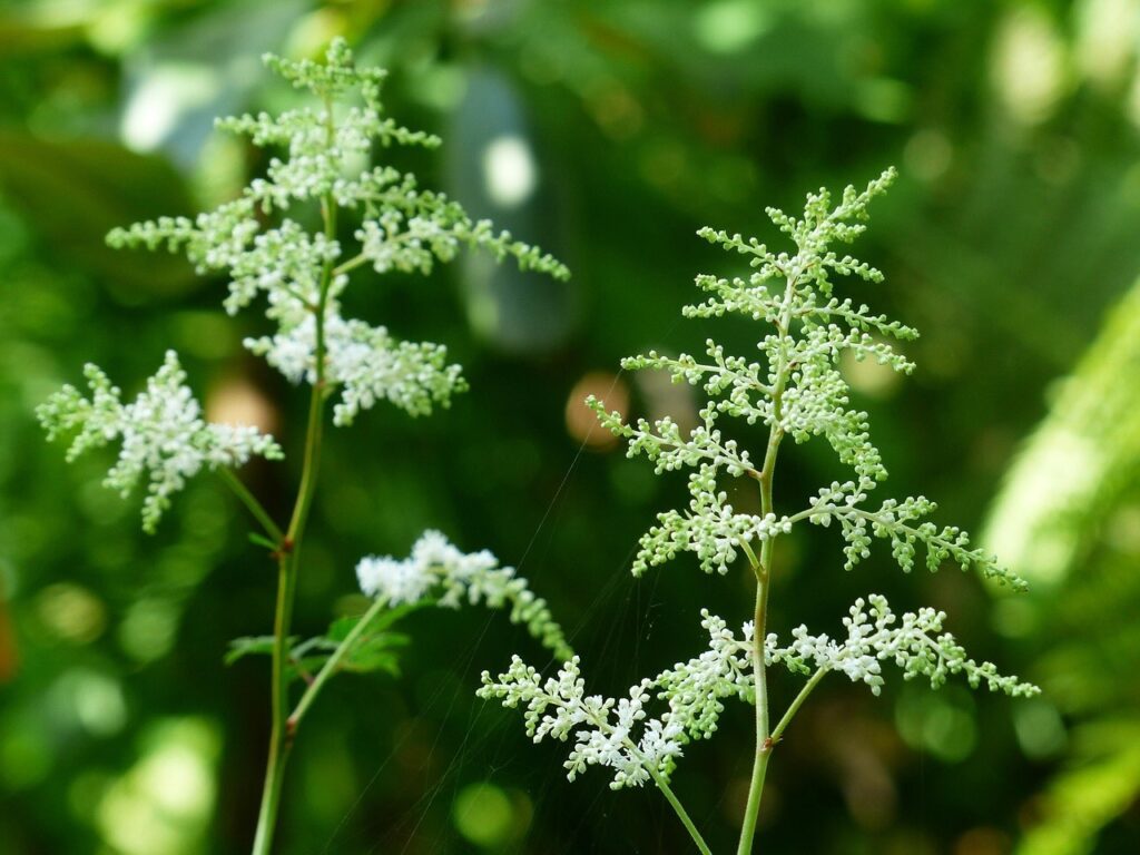 A gothic astilbe plant