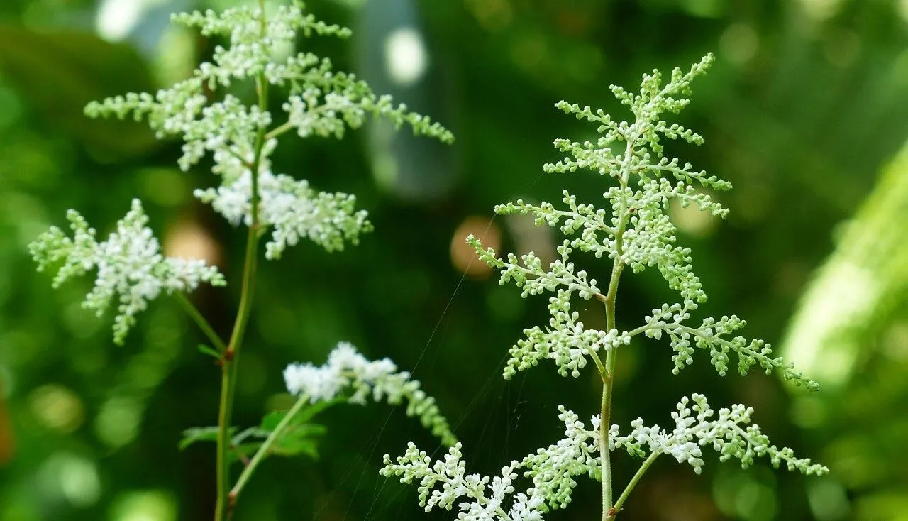 A gothic astilbe plant