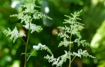 A gothic astilbe plant