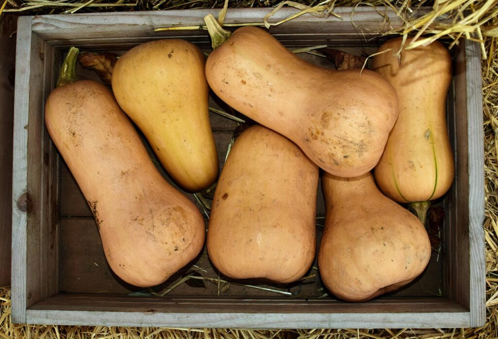 How to harvest squash