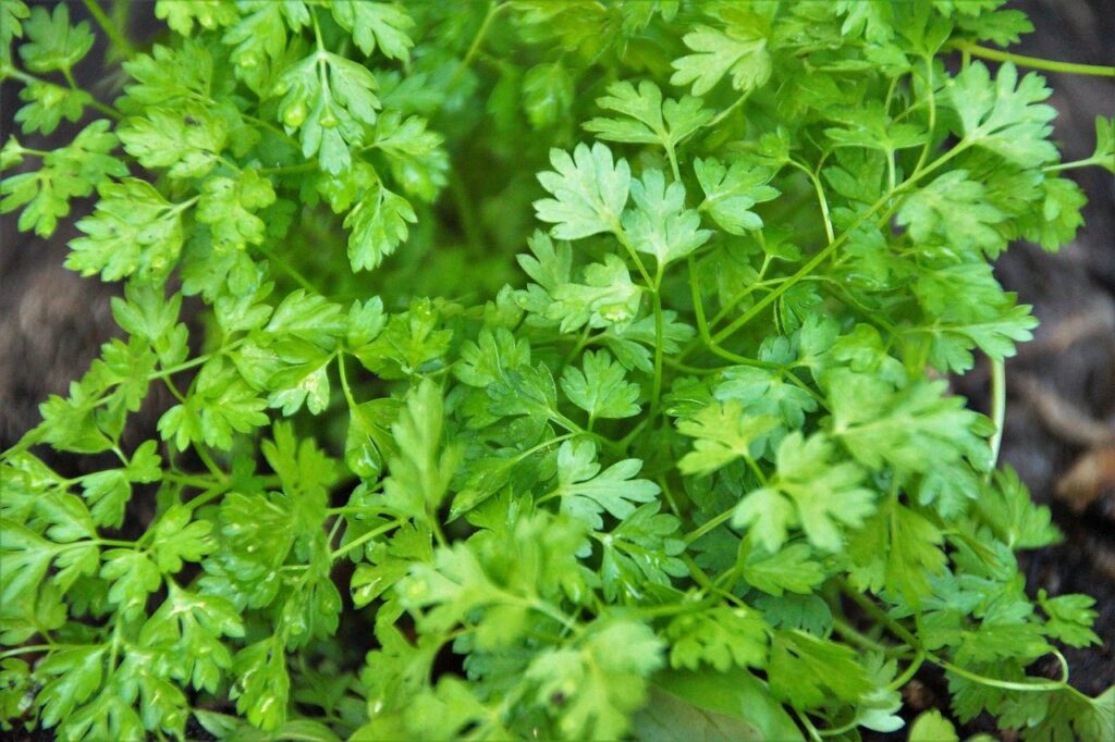What to grow in october