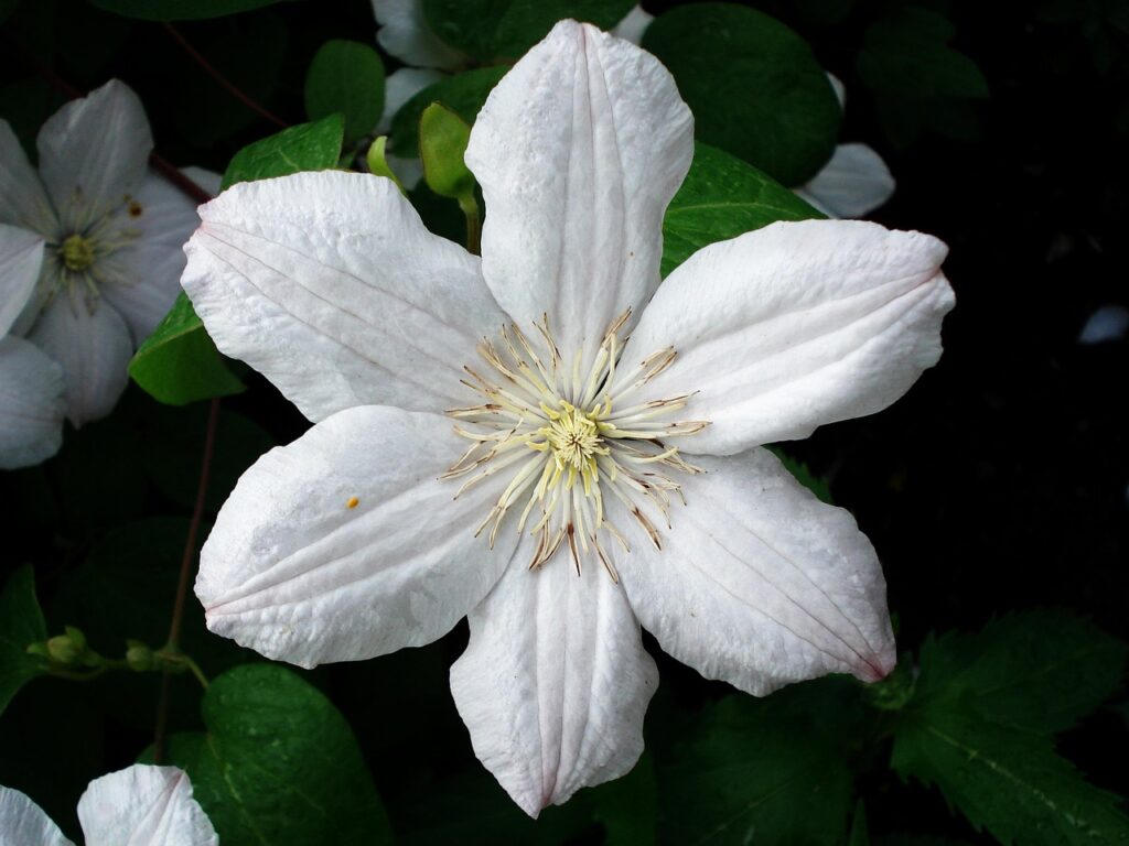 White flowers for gothic gardens
