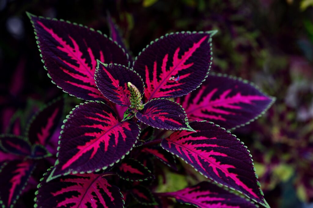 Gothic plant ideas