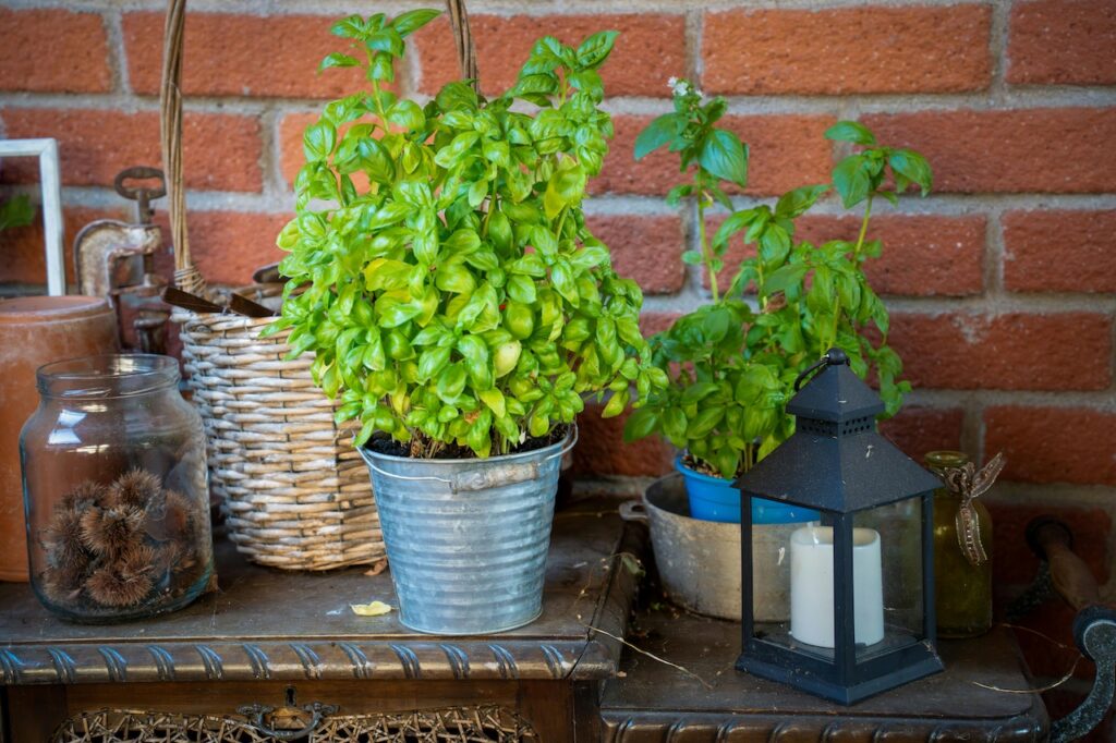 how to plan a vegetable garden