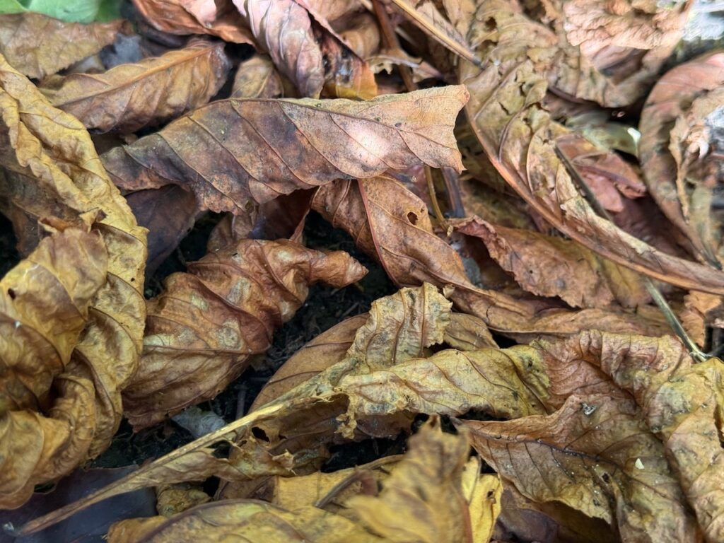 Making leaf mold