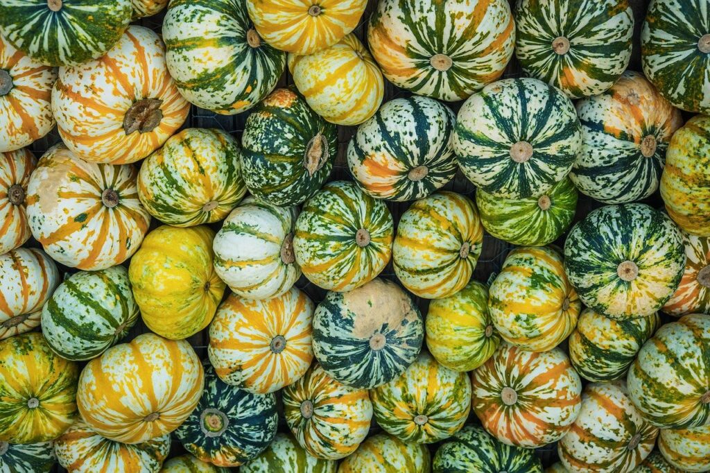How to grow pumpkins