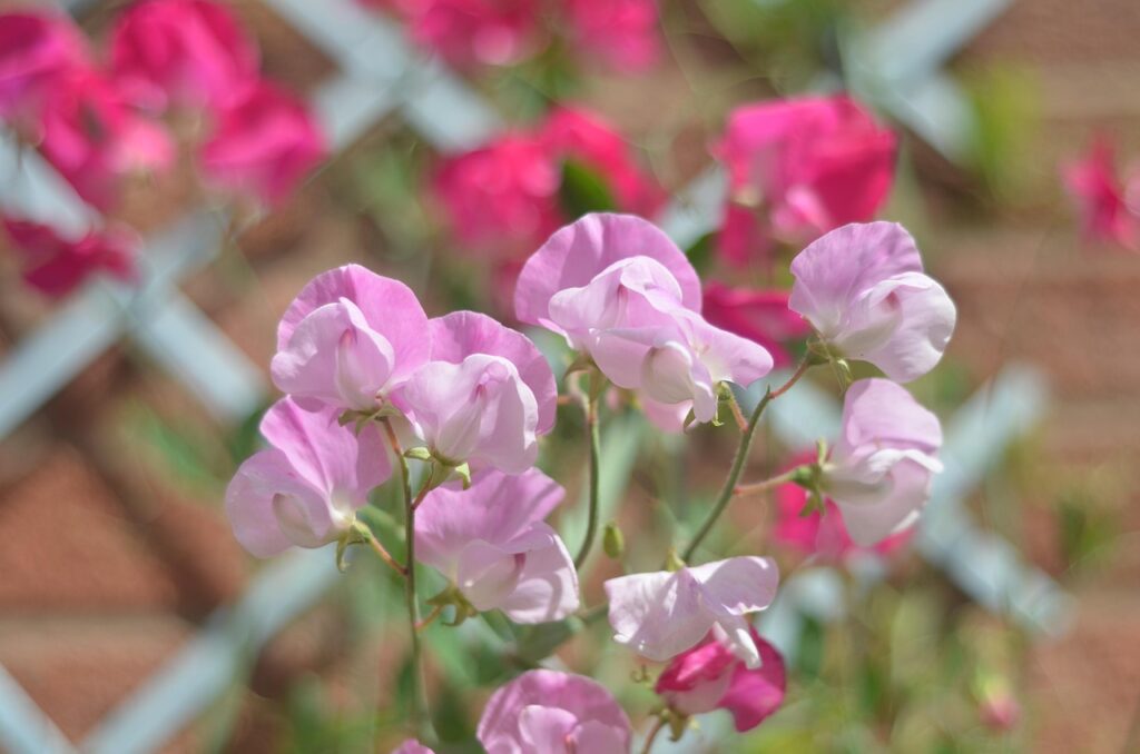 What to sow in october
