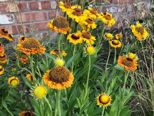 A mix of Heleniums and prairie plants