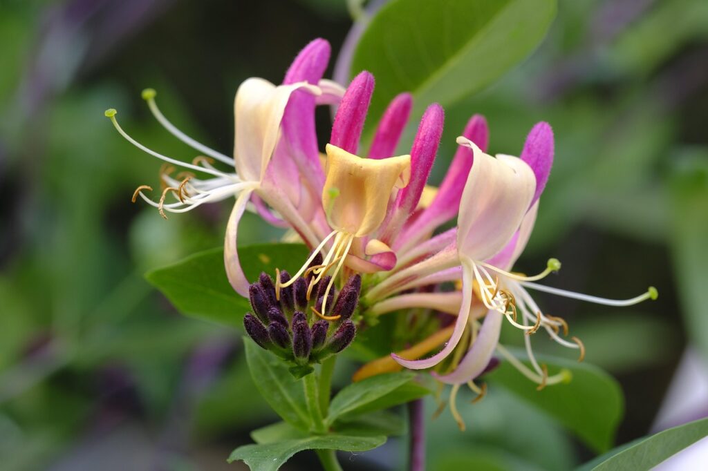Honeysuckle flower