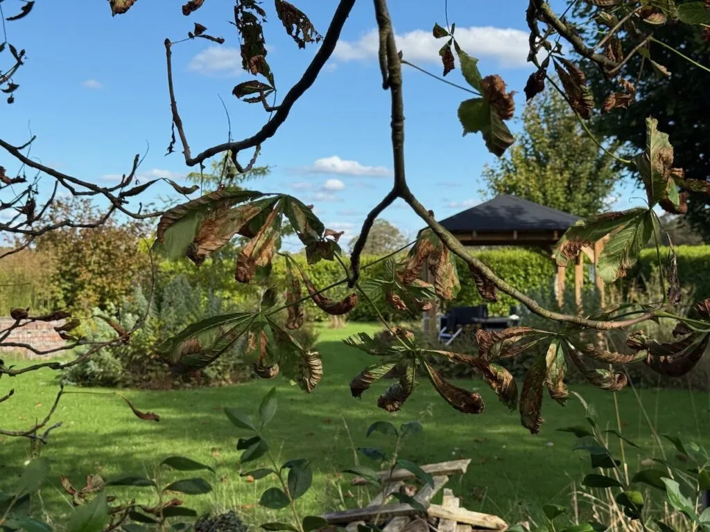 Horse chestnut leaves