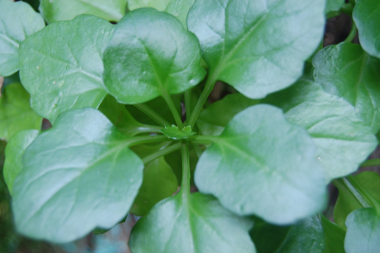 Close up of land cress leaves