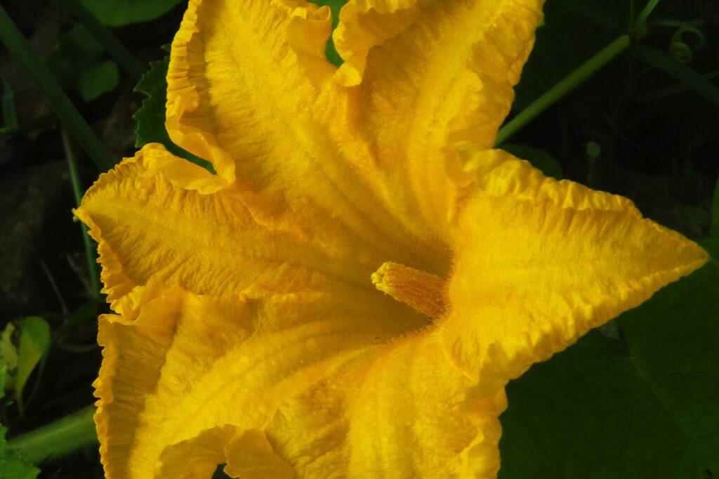 A male pumpkin flower
