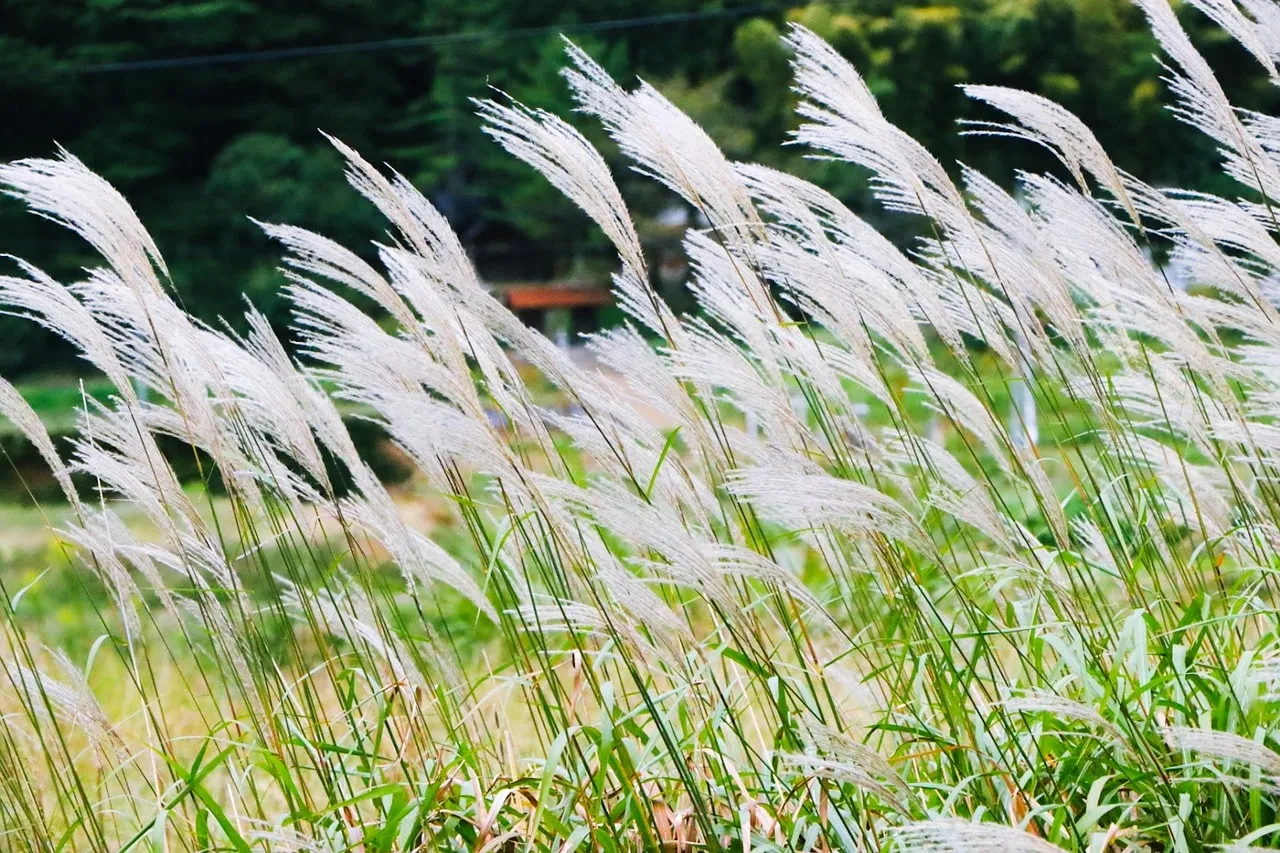 Miscanthus grasses