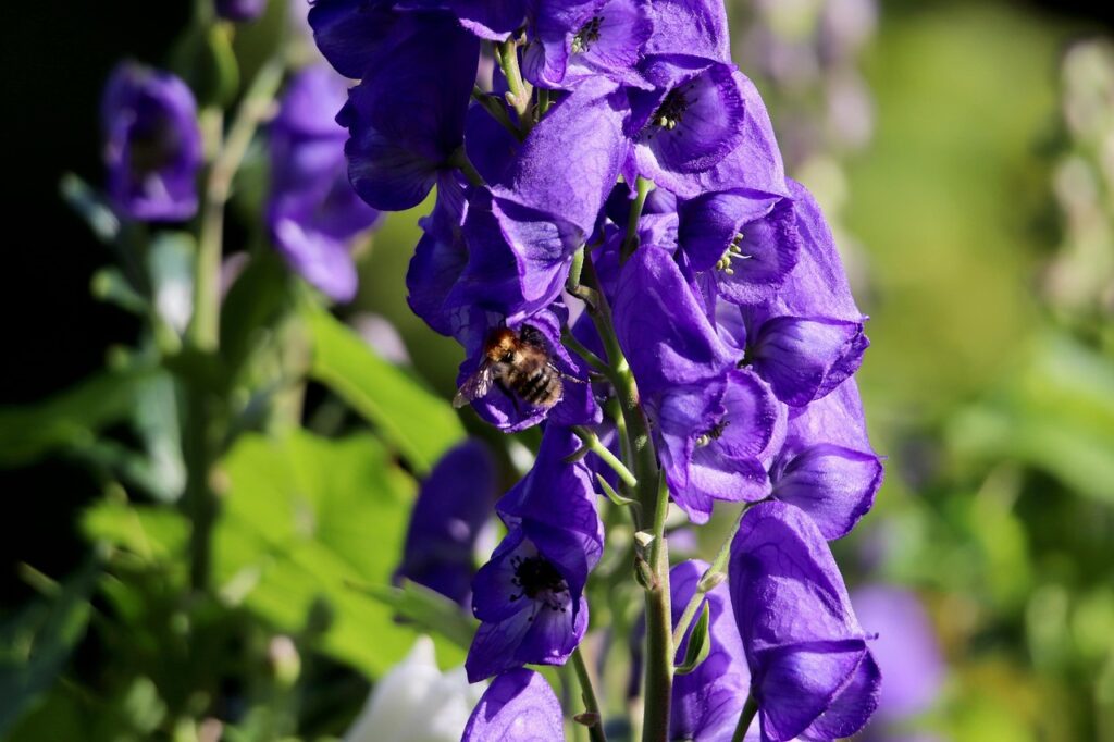 A purple monkshood flower