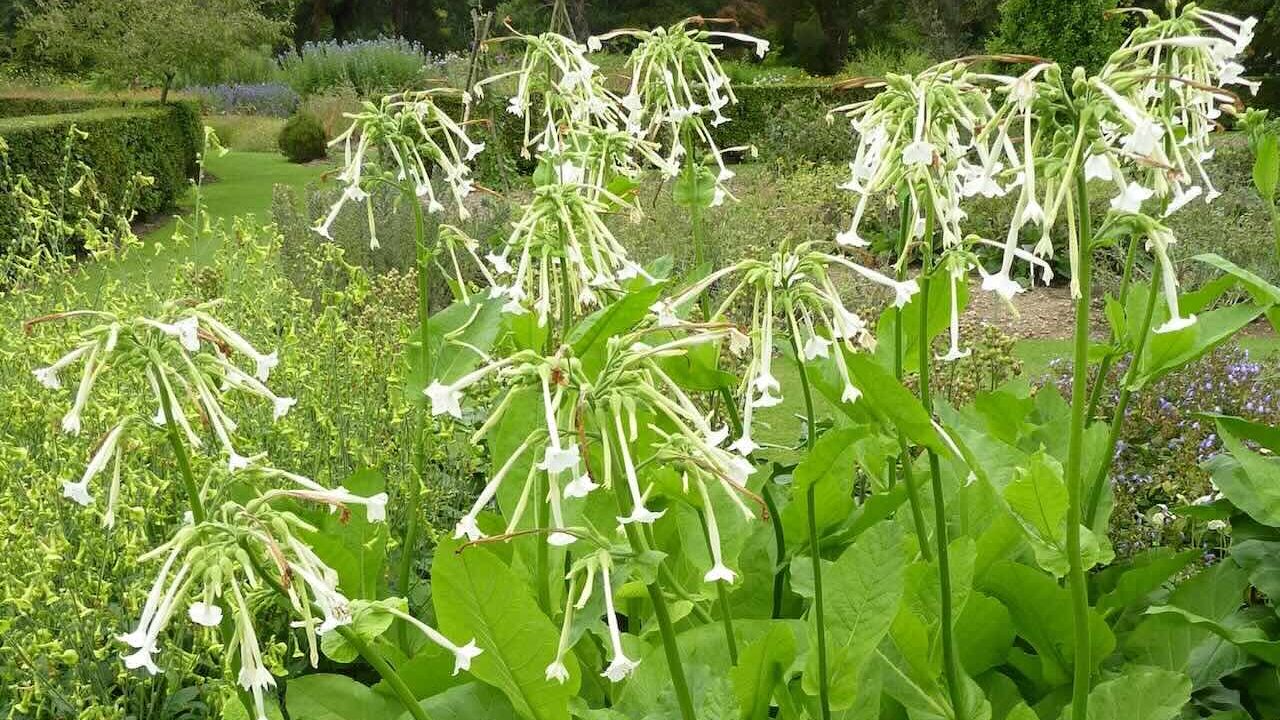 Flowering tobacco plant