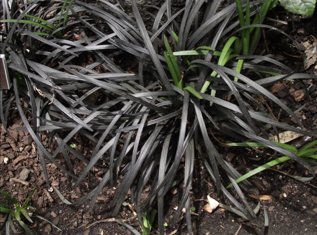 Black moor grass
