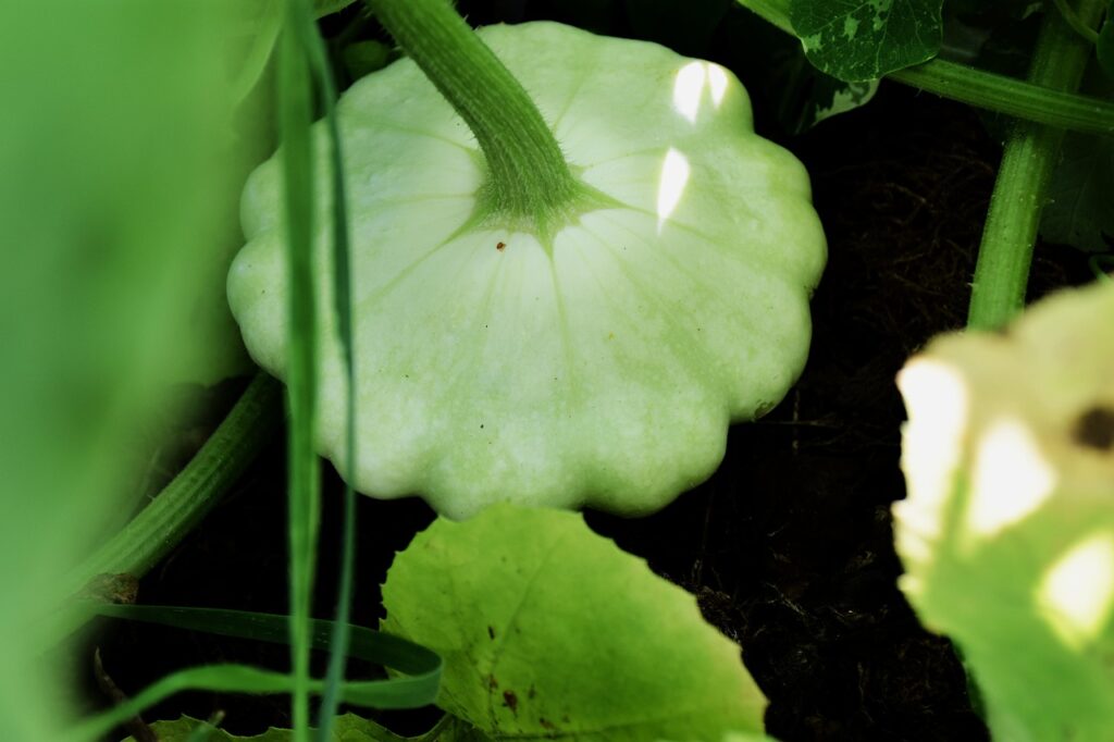 Patty pan squashes for harvest