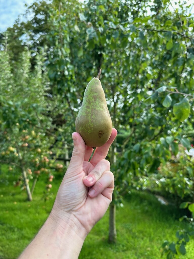 The lift and twist method of pear harvesting