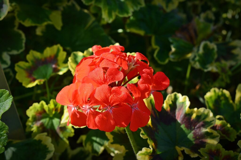 Pelargoniums for containers