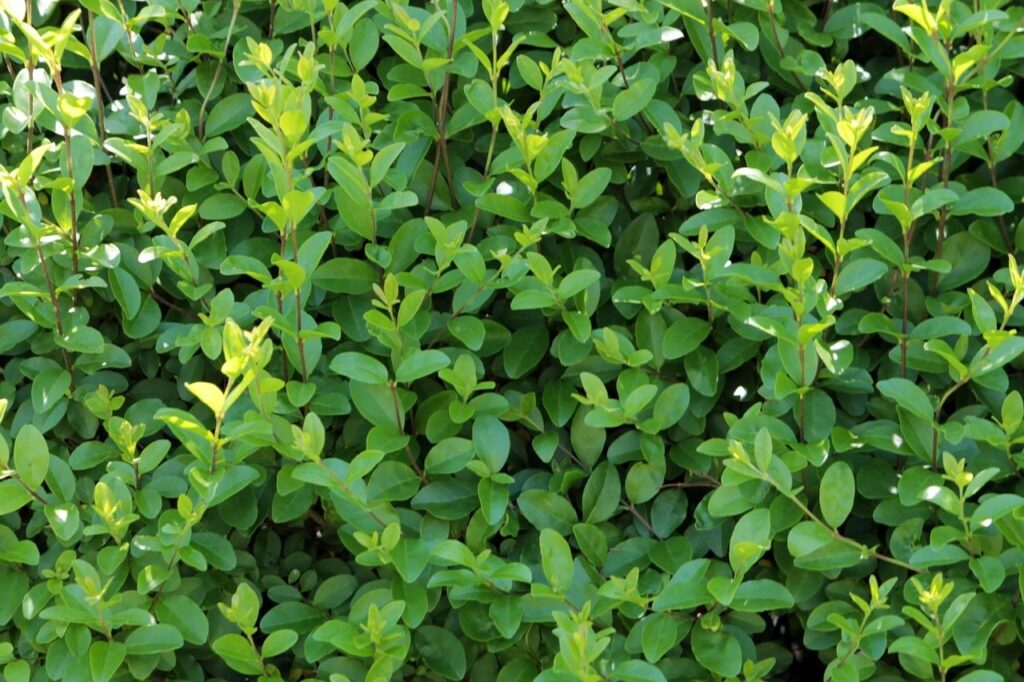 A privet hedge
