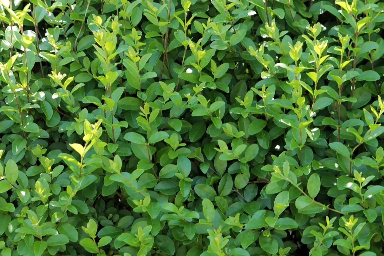 A young privet hedge planted bare root ready for the October gardening season