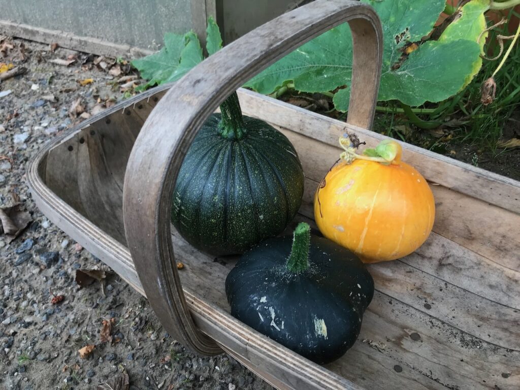 3 ripe pumpkins