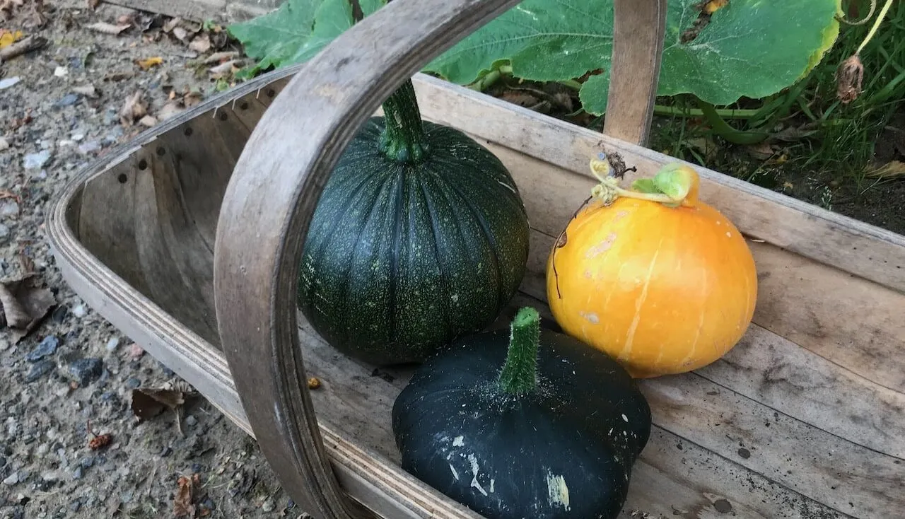 How to harvest pumpkins
